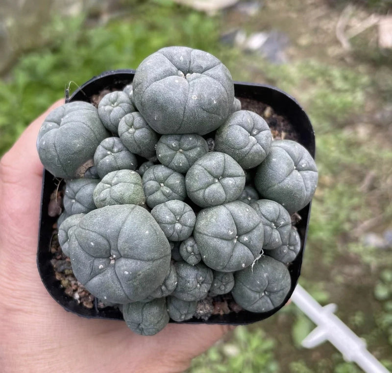 Multi-head succulent in small black pot, gray-blue round fleshy leaves
