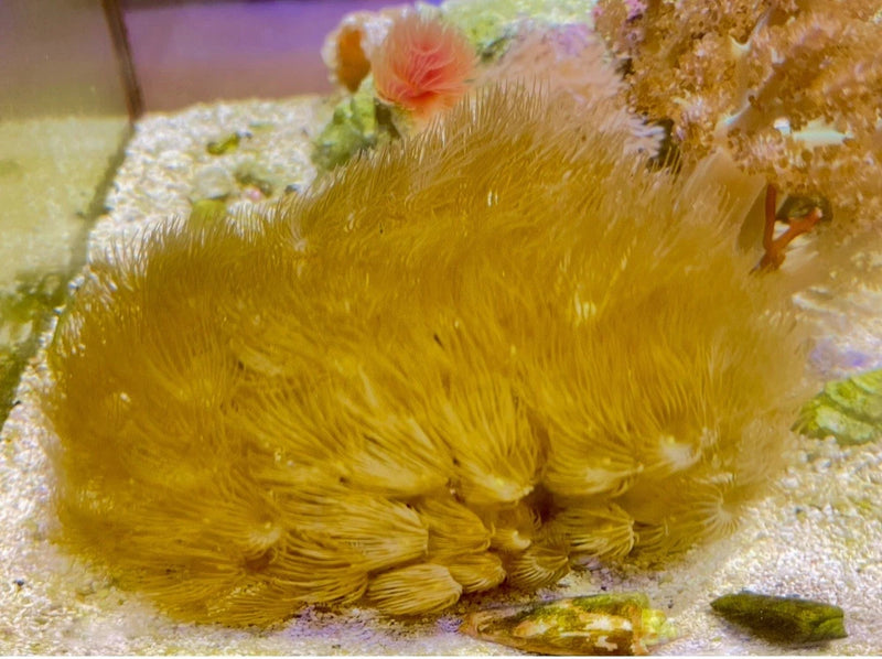Indonesian Yellow colonial polyps Live Coral Colony Anemone