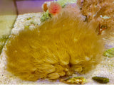 Indonesian Yellow colonial polyps Live Coral Colony Anemone