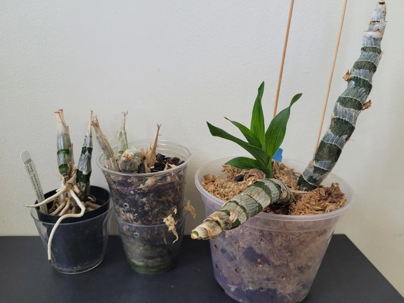 Assorted potted orchids bundle in clear plastic pots