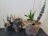 Catasetum bundle:  Wine Delight, pileatum album, SVO crs Melana Davison 'Summer Orchids