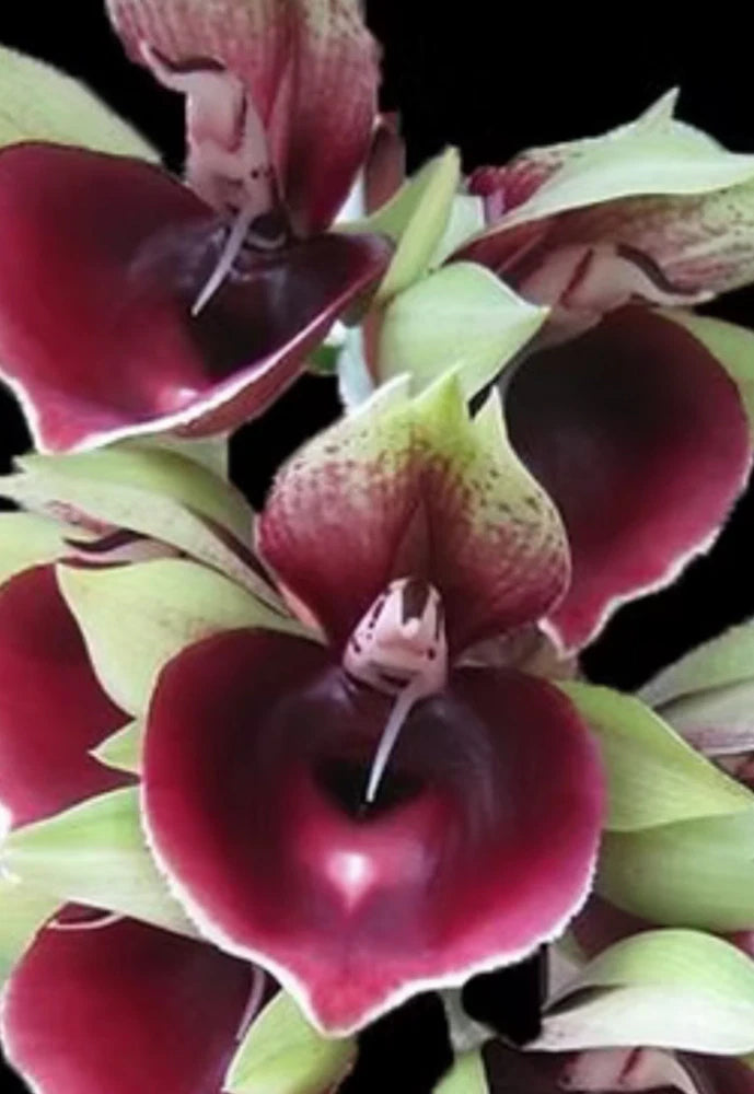 Catasetum Mark's Red Hermosa orchids, burgundy petals with green leaves
