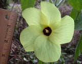 Abelmoschus Moschatus 20 Seeds, Hibiscus Plants Fragrant Musk Mallow, Musk Okra Flowering Plants