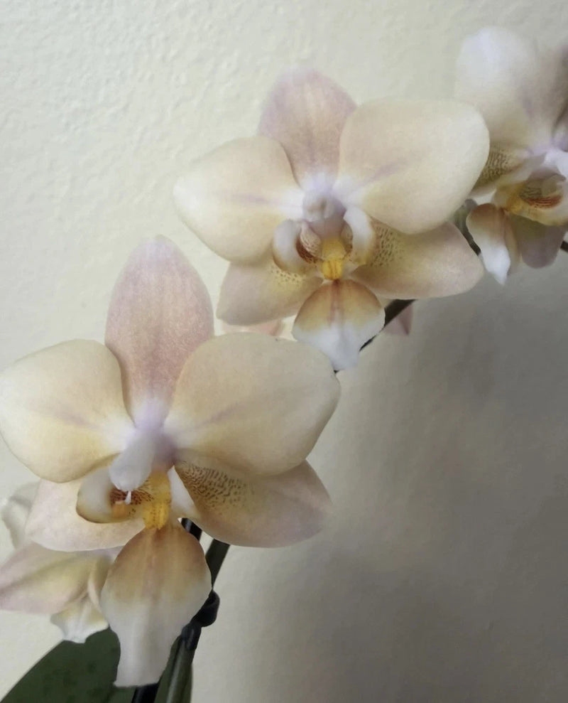 Fragrant live orchid with pale cream blossoms and soft lavender tips