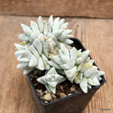 D4252 CRASSULA CORNUTA pot7-H7-W11 cm MaMa Cactus Green Plant