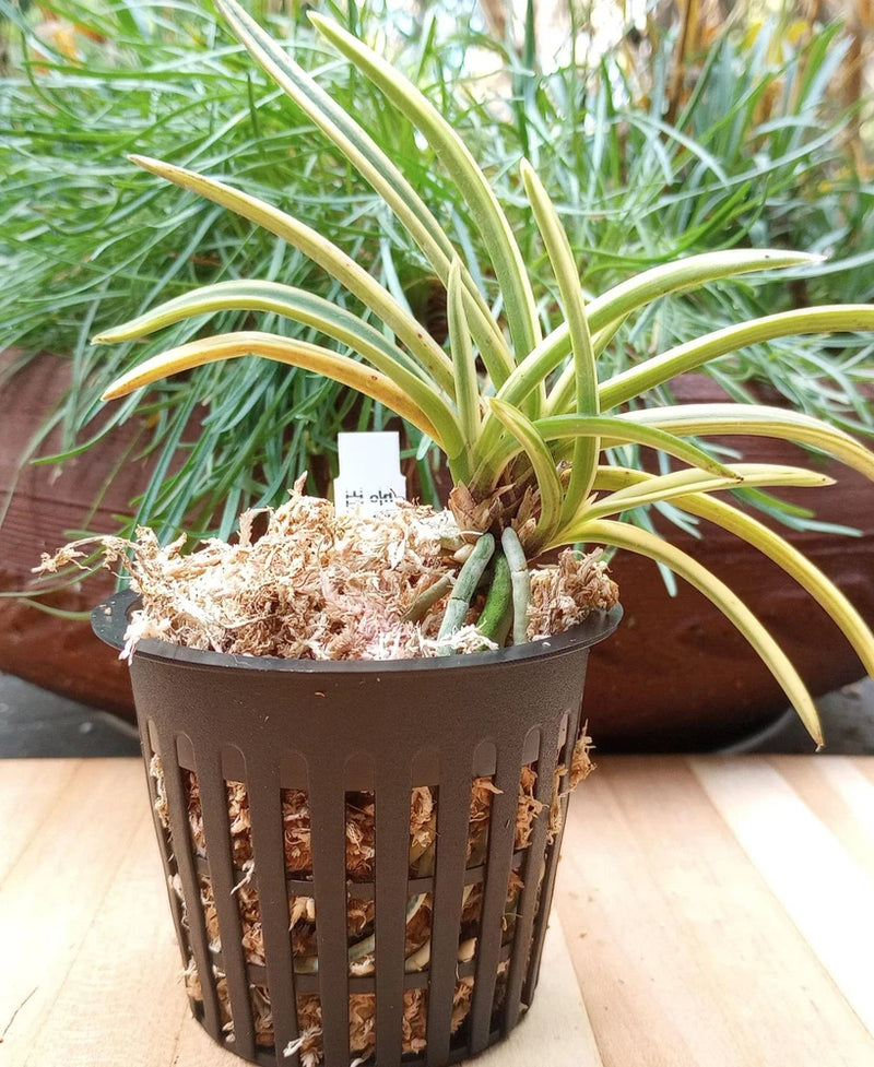 Variegated neo orchid with long arching yellow-green leaves in dark perforated pot