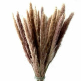 60pcs Natural Dried Pampas Grass Wedding Flower Decoration Reed Props Plant DIY Pampas Grass