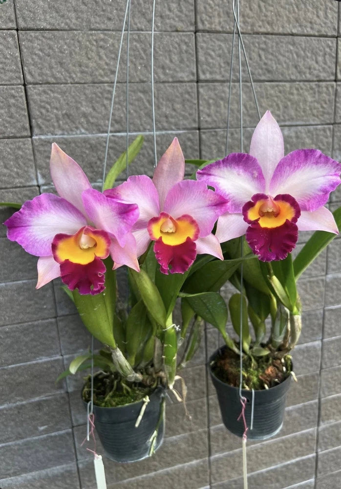 Potted purple orchid plants with five-petal blooms in hanging pots