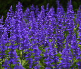 SAGE BLUE Salvia Farinacea - 10,000 Bulk Seeds Flowering Plants