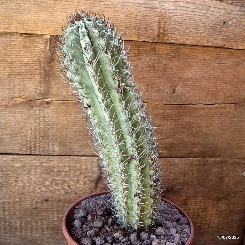 D5330 NEOPORTERIA PAUCICOSTATA pot22-H36-W10 cm MaMa Cactus Green Plant