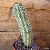 D5330 NEOPORTERIA PAUCICOSTATA pot22-H36-W10 cm MaMa Cactus Green Plant