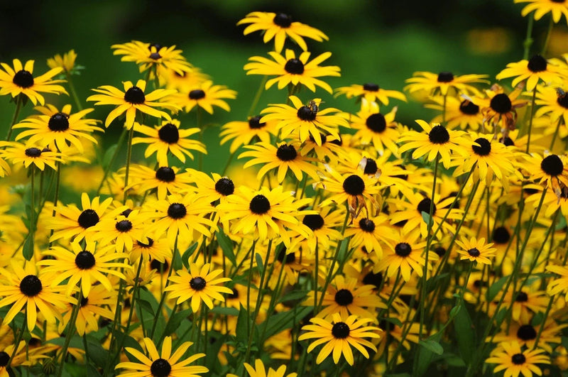 2000 BLACK EYED SUSAN Rudbeckia Hirta Yellow Flower Seeds *Comb S/H Flowering Plants