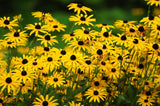 2000 BLACK EYED SUSAN Rudbeckia Hirta Yellow Flower Seeds *Comb S/H Flowering Plants