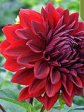 20 SEEDS for Red ALEX DAHLIA rare flower exotic bloom garden plant USA Seller Garden Plants