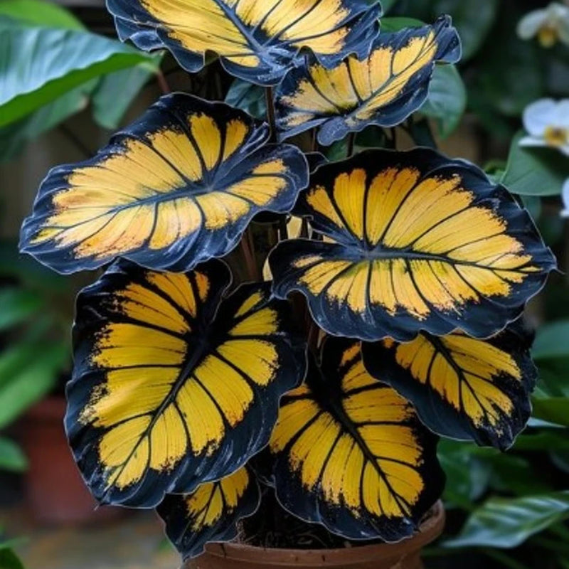 25+ Sunburst Calathea Seeds for Garden Planting - USA - FREE SHIPPING! Garden Plants