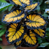 25+ Sunburst Calathea Seeds for Garden Planting - USA - FREE SHIPPING! Garden Plants
