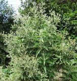 Blumea balsamifera Aromatria Herb, Sembung Balm Sambong Aromatic - 10 Sementes Green Plant