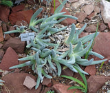 Cephalophyllum pillansii 25 seeds Garden Plants