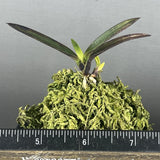 (BIN)Neofinetia falcata(japaneseorchid)tiger stripe/red roots/KINBOTAN ___ Orchids