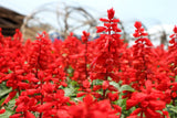50 RED SALVIA Splendens St. John's Fire Scarlet Sage Flower Seeds Flowering Plants