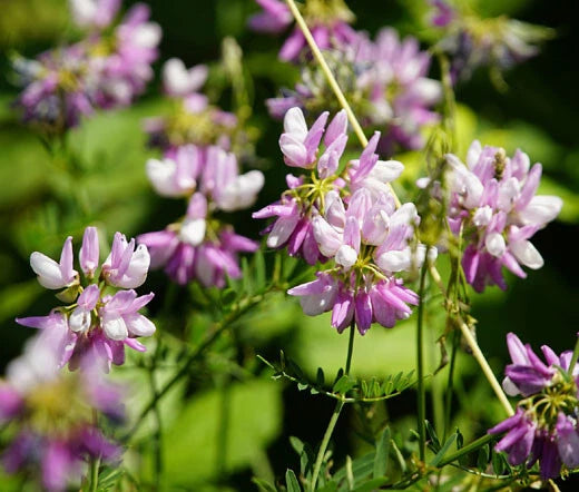 VETCH CROWN Coronilla Varia - 5,000 Bulk Seeds Flowering Plants