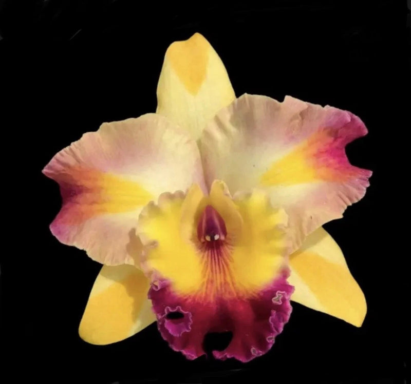 Multi-color orchid bloom with yellow center and pink-purple petals