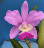 Cattleya (Snow Blind X Moon Festival) X Hybrida BS Fragrant Pink Orchid 5.5Ó Pot Orchids