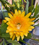 YELLOW TANG Mildly Fragrant Epiphyllum Orchid Cactus Succulents Orchids