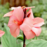 12 SALMON CANNA SEEDS Garden Plants