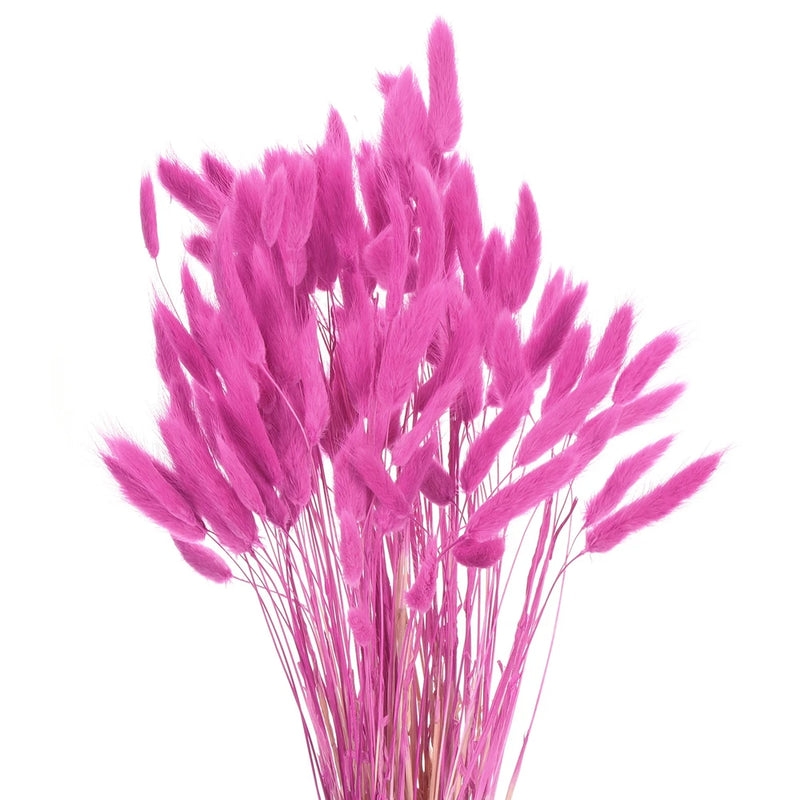 Rose-red dried bunny tail grass stems bunch for floral decor