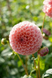 1 - Linda's Baby Ball Dahlia Flower Bulb Tuber Flowering Plants