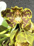 Grammatophyllum scriptum Orchids