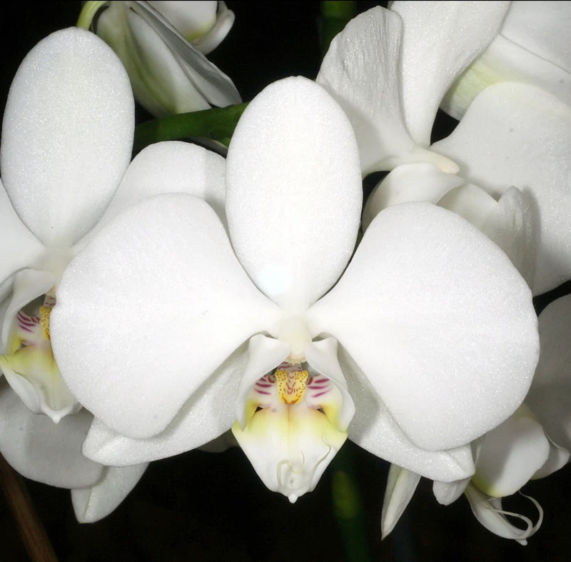 White moth orchid bloom with five white petals and pale yellow center