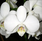 Live Phalaenopsis amabilis (White Moth Orchid)-Elegant Indoor Blooming Plant Orchids