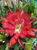 Masada epiphyllum cutting Orchids
