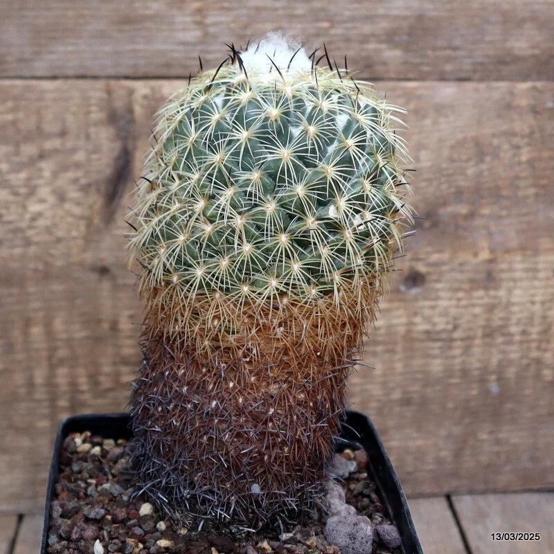 Potted green cactus with white spines, round top in a black pot with gravel