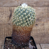 A2600 CORYPHANTHA ECHINUS pot12-H18-W9 cm MaMa Cactus Green Plant