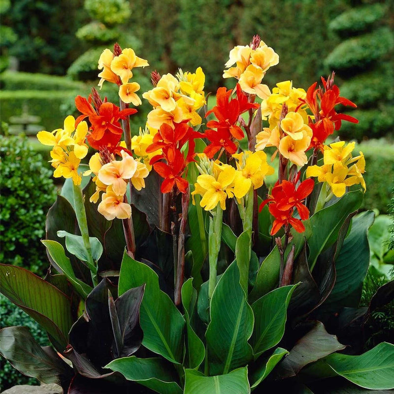 Canna lily rhizomes with yellow, orange, and red flowers