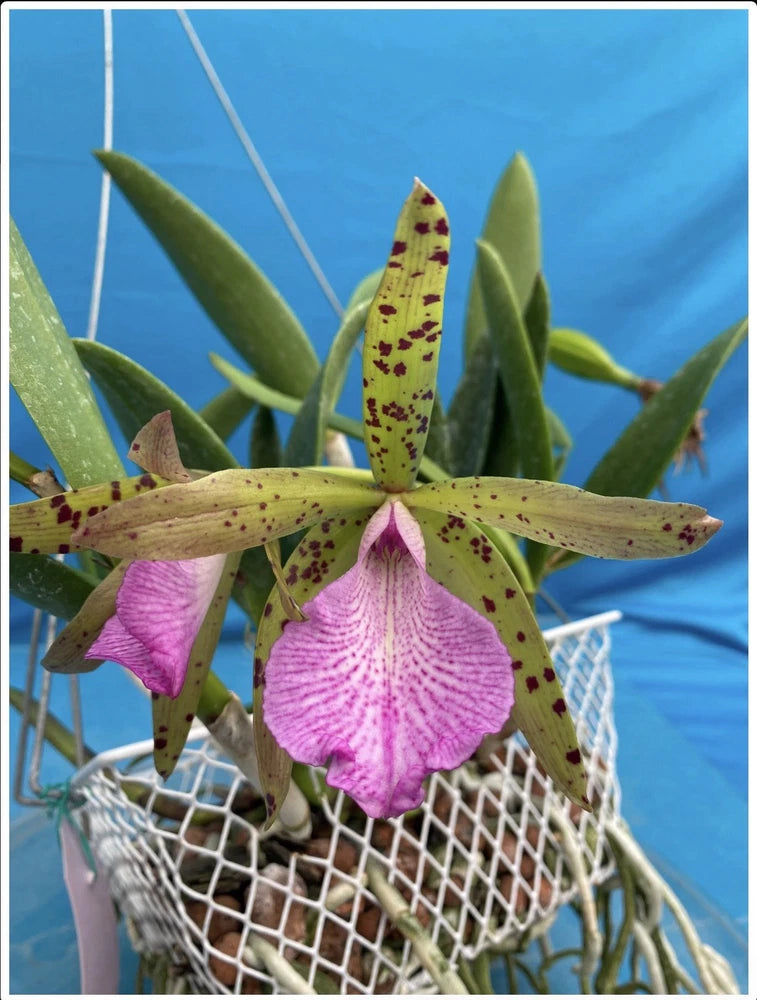 Speckled yellow and pink orchid with long green leaves in metal mesh pot