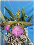 Brassavola nodosa X Cattleya Peckhaviensis Red Pink Spots Orchid 2Ó Pot (CJ12) Orchids