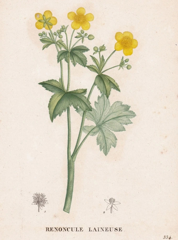 Renoncule Laineuse Ranunculus flower Botanic copperplate engraving Saint-Hilaire Ranunculus