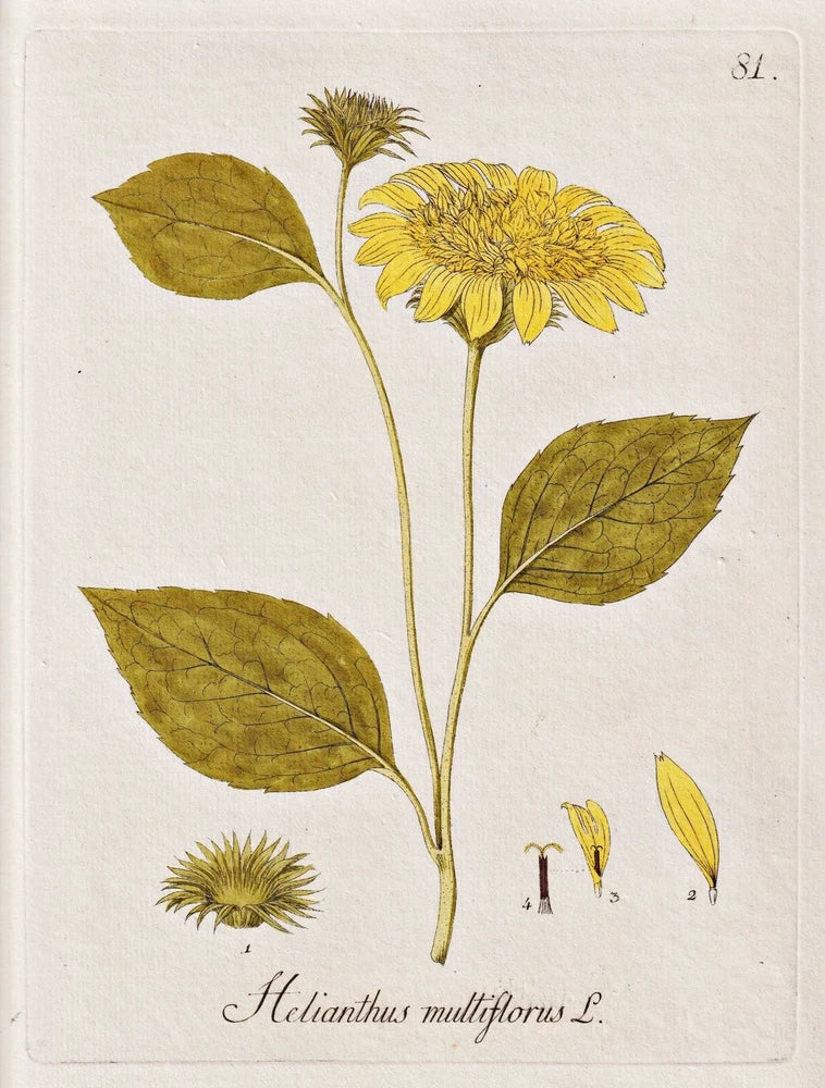 Vintage sunflower botanical print with yellow flower and green leaves