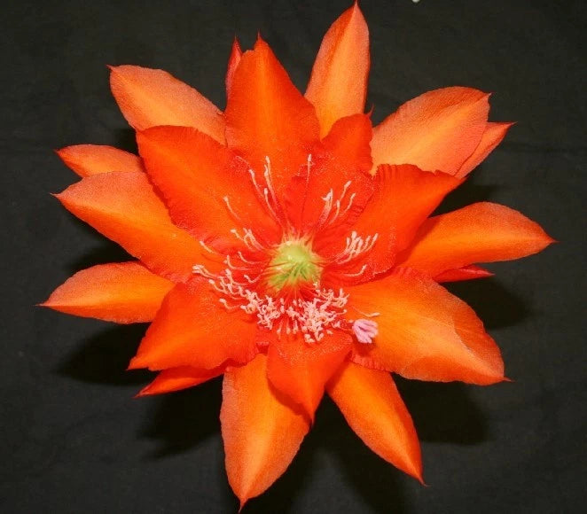 Orange Epiphyllum (orchid cactus) flower with star-shaped petals and bright center