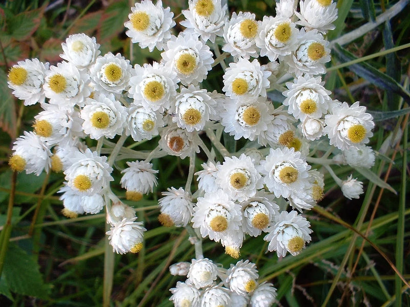 100 PEARLY EVERLASTING Anaphalis Margaritacea Fragrant Butterfly Flower Seeds Flowering Plants