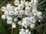 100 PEARLY EVERLASTING Anaphalis Margaritacea Fragrant Butterfly Flower Seeds Flowering Plants