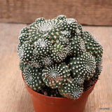 D7684 REBUTIA SANGUINIFLORA pot8,5-H9-W10 cm MaMa Cactus Green Plant