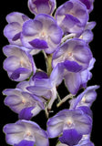 Vanda Sasisha X V lawrencea  .  seedling  Fragrant   _Vanda Orchids Orchids