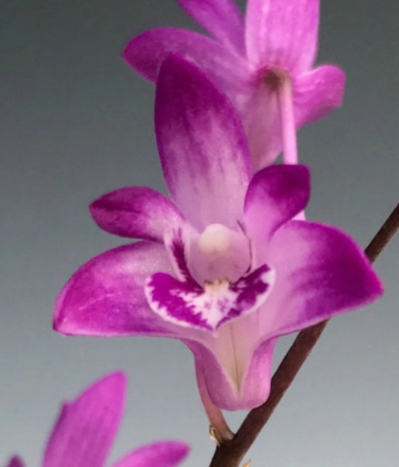 Purple-pink orchid flower cluster with white and magenta center, close-up
