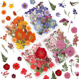 80 Pcs Dried Pressed Flowers for Crafts, Real Natural Warm Toned 80p Dried Flower