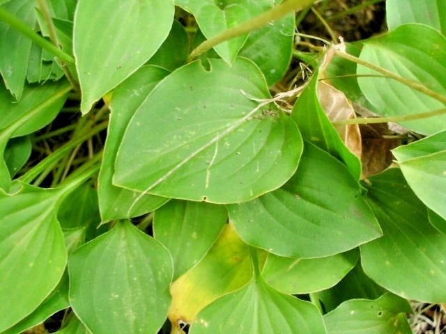 HOSTA LITTLE AURORA  - 20 SEEDS -  ( hosta tokudama ) Garden Plants